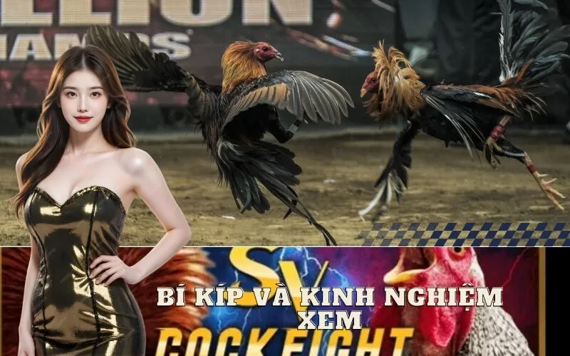 Bí kíp và kinh nghiệm xem