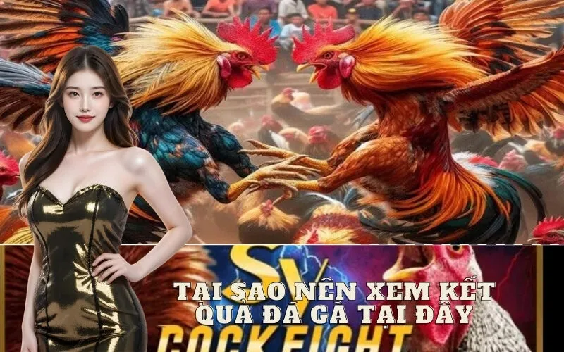Tại Sao Nên Xem Kết Quả Đá Gà Tại Đây