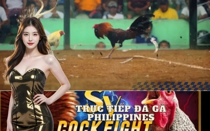 Trực Tiếp Đá Gà Philippines