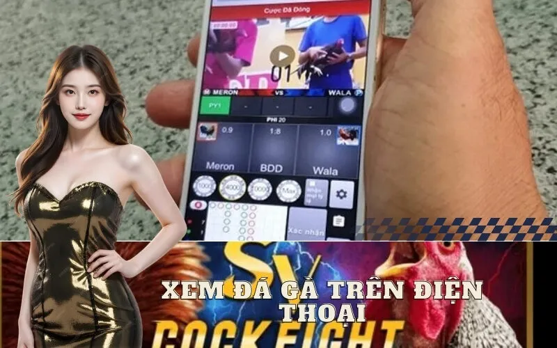 Xem Đá Gà Trên Điện Thoại
